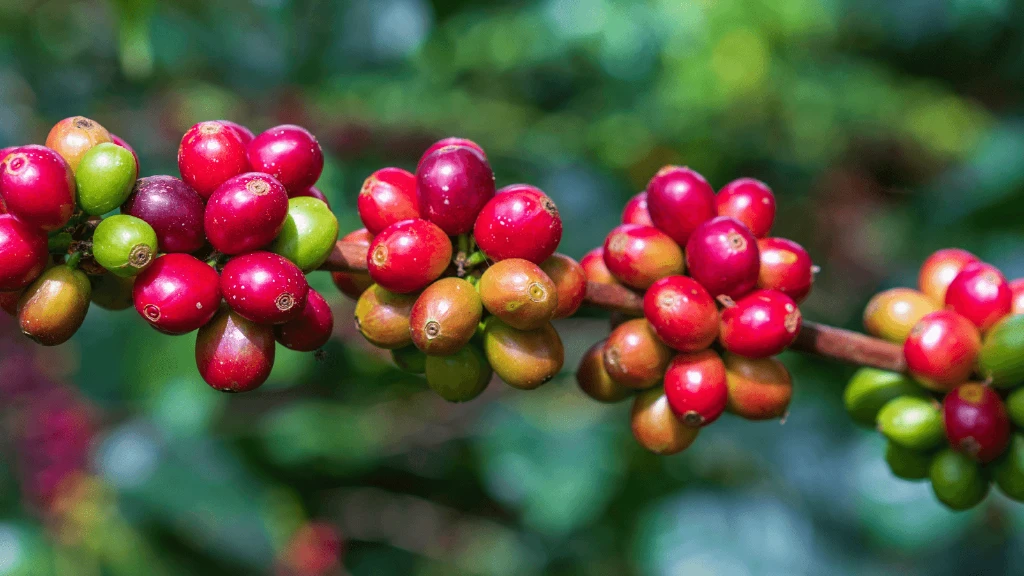 Red Coffee bean branch 2 LR.png